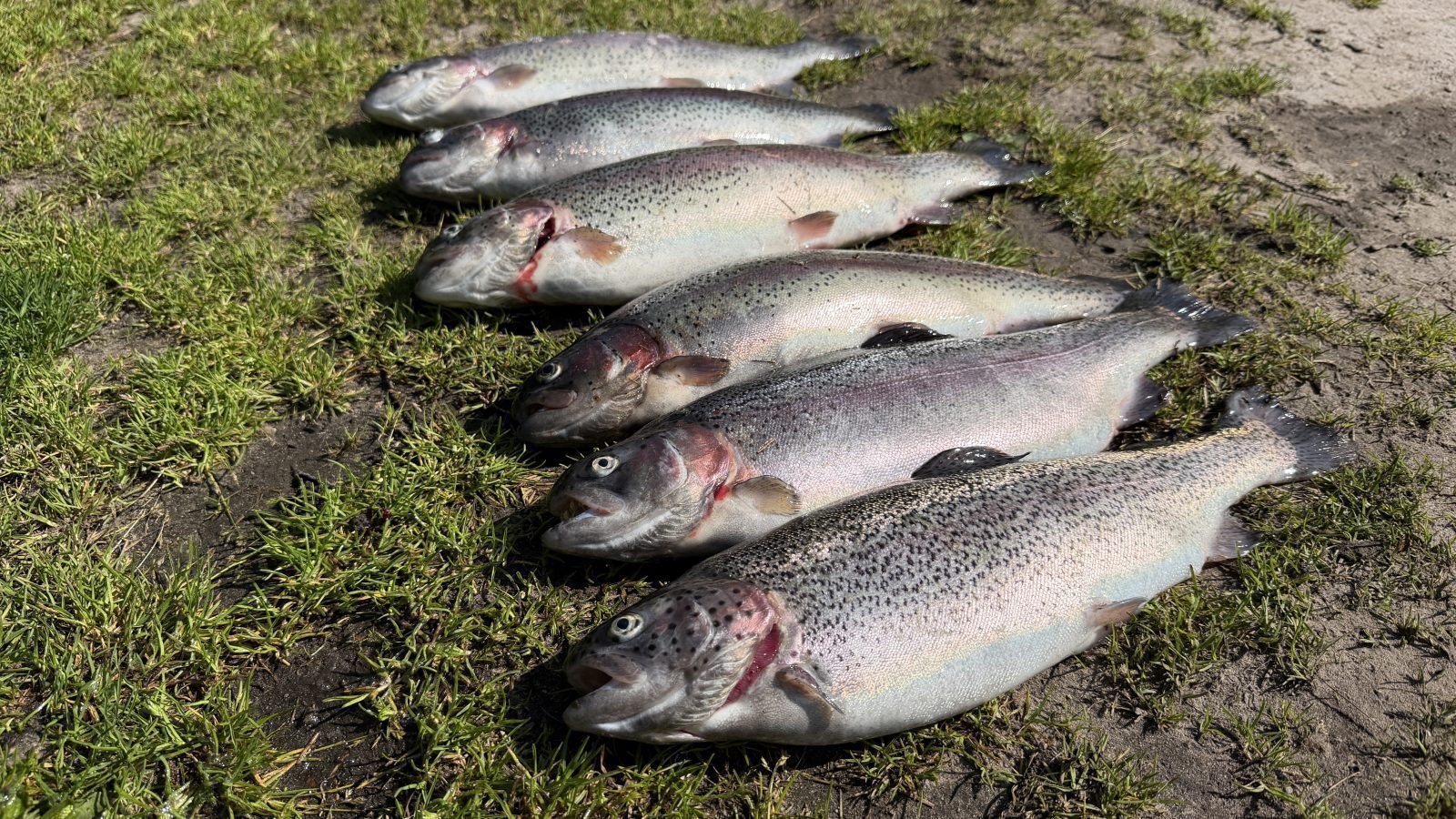 put and take libra lures bonanza