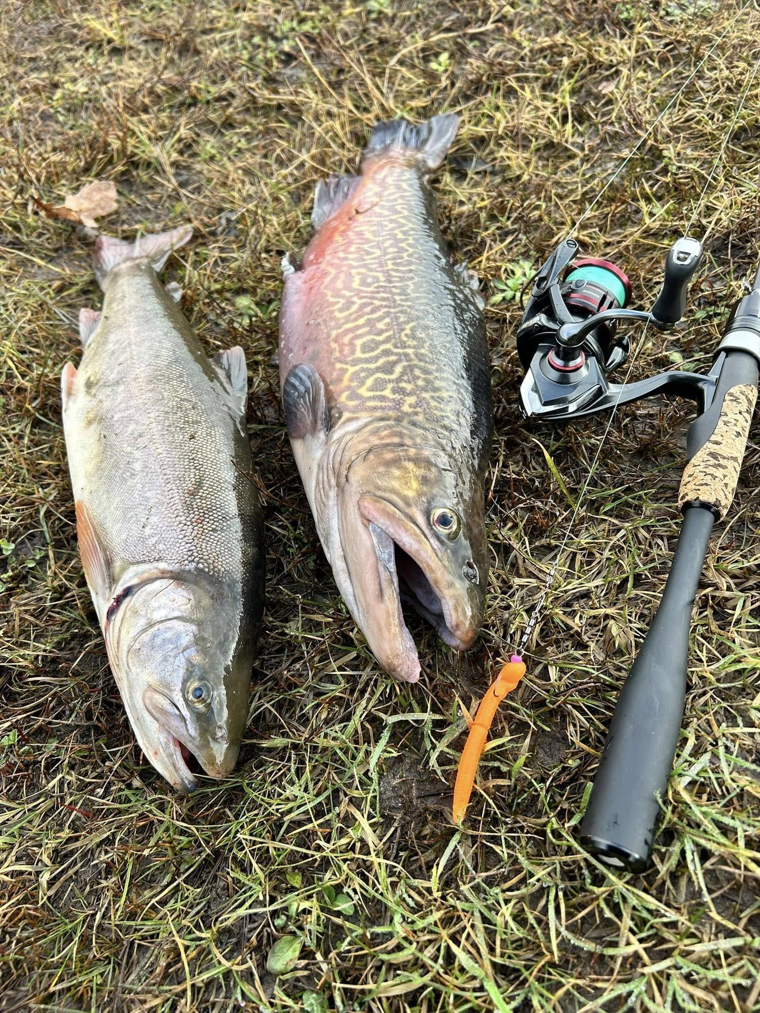 To regnbueørreder og fiskegrej fra Henne Put and Take